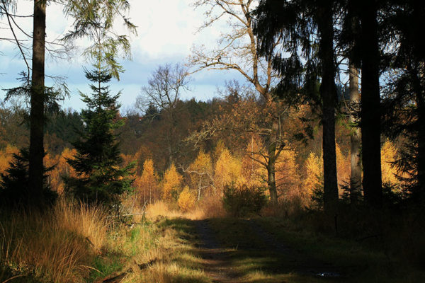 Bory Tucholskie
